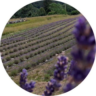 Campo lavanda