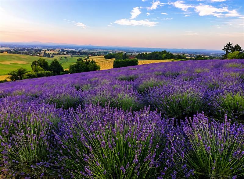 Lavanda del Cascinotto